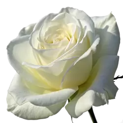 Imagen PNG para descargar